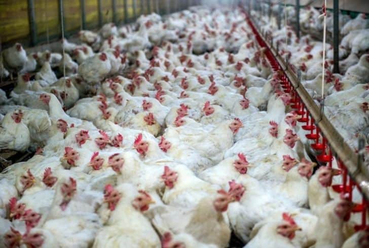 國外工廠化農(nóng)業(yè)：歷史、影響和可持續(xù)解決方案